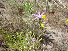 triodanis biflora